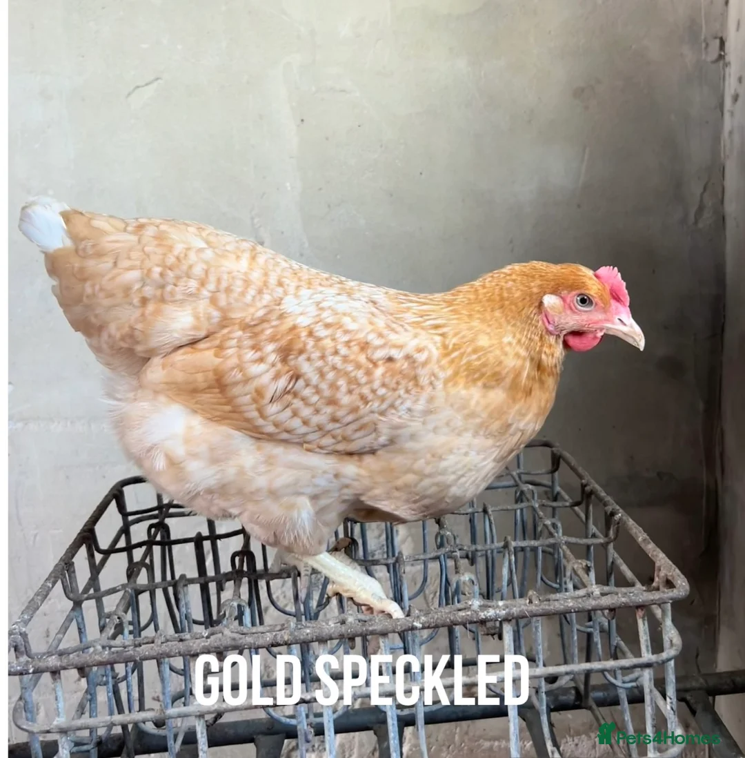 Chickens poultry for sale: Chicken hens poultry laying hens hybrid - Advert 2