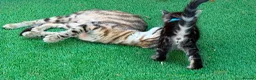 Bengal cats for sale: Bengal X Maine Coon Kittens - Advert 23