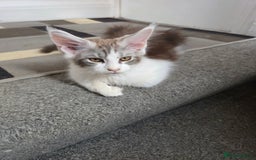 Maine Coon cats for sale: Pedigree Maine Coon kittens  in Blackpool - Image 3