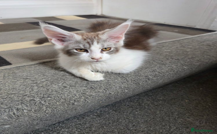 Maine Coon cats in Blackpool - Advert 4