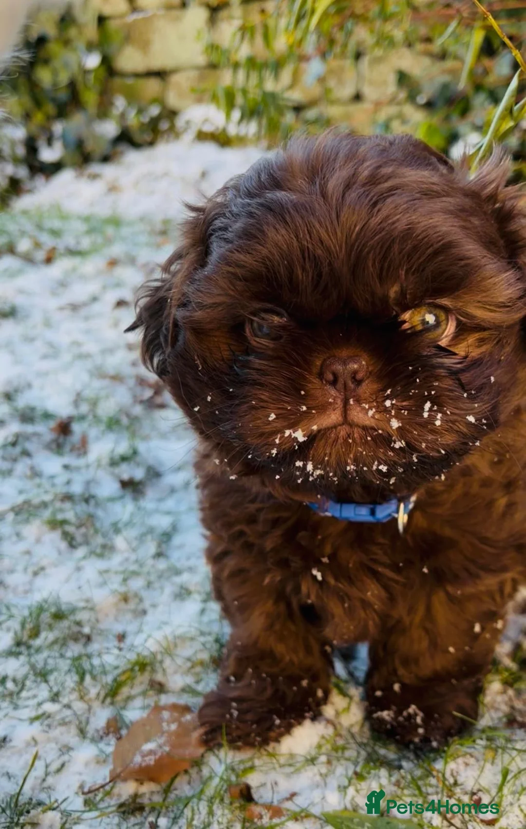 Shih Tzu dogs for stud: Patrick imperial shih tzu stud  - Advert 9