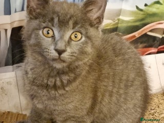 Scottish Fold cats Beautiful Scottishsh fold kittens - Advert 7