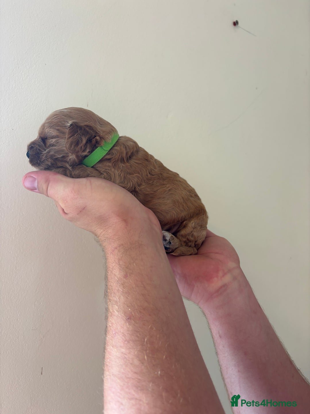 Cockapoo dogs for sale: F1b cockapoo pups  in Pickering - Image 5