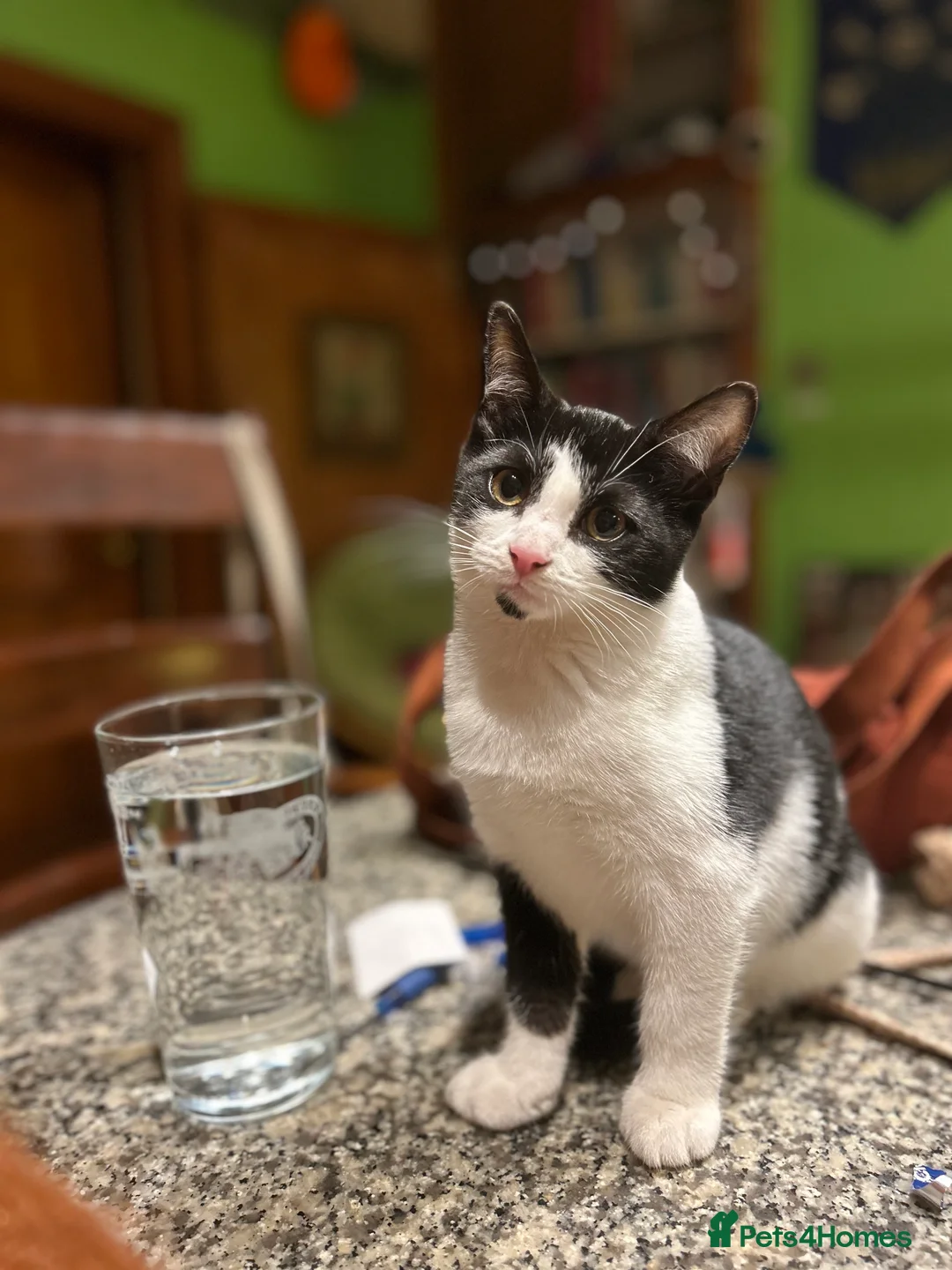 British Shorthair cats for sale: British Shorthair - Mother and Son Re-Home  - Advert 10