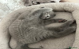 Scottish Fold cats for sale: Scottish fold - Image 4