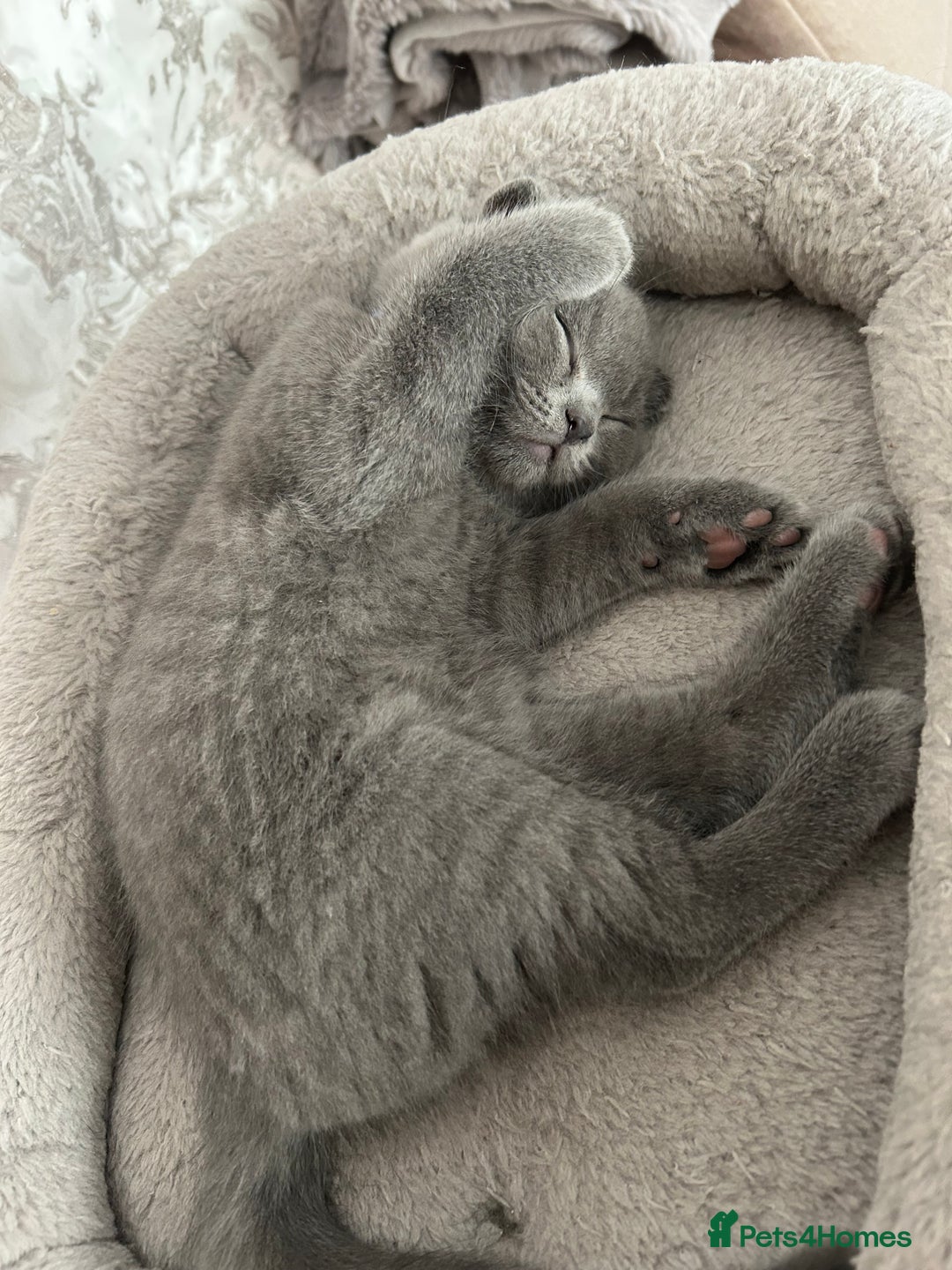 Scottish Fold cats for sale: Scottish fold - Image 4