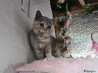 British Shorthair cats GCCF chunky girl - Advert 14