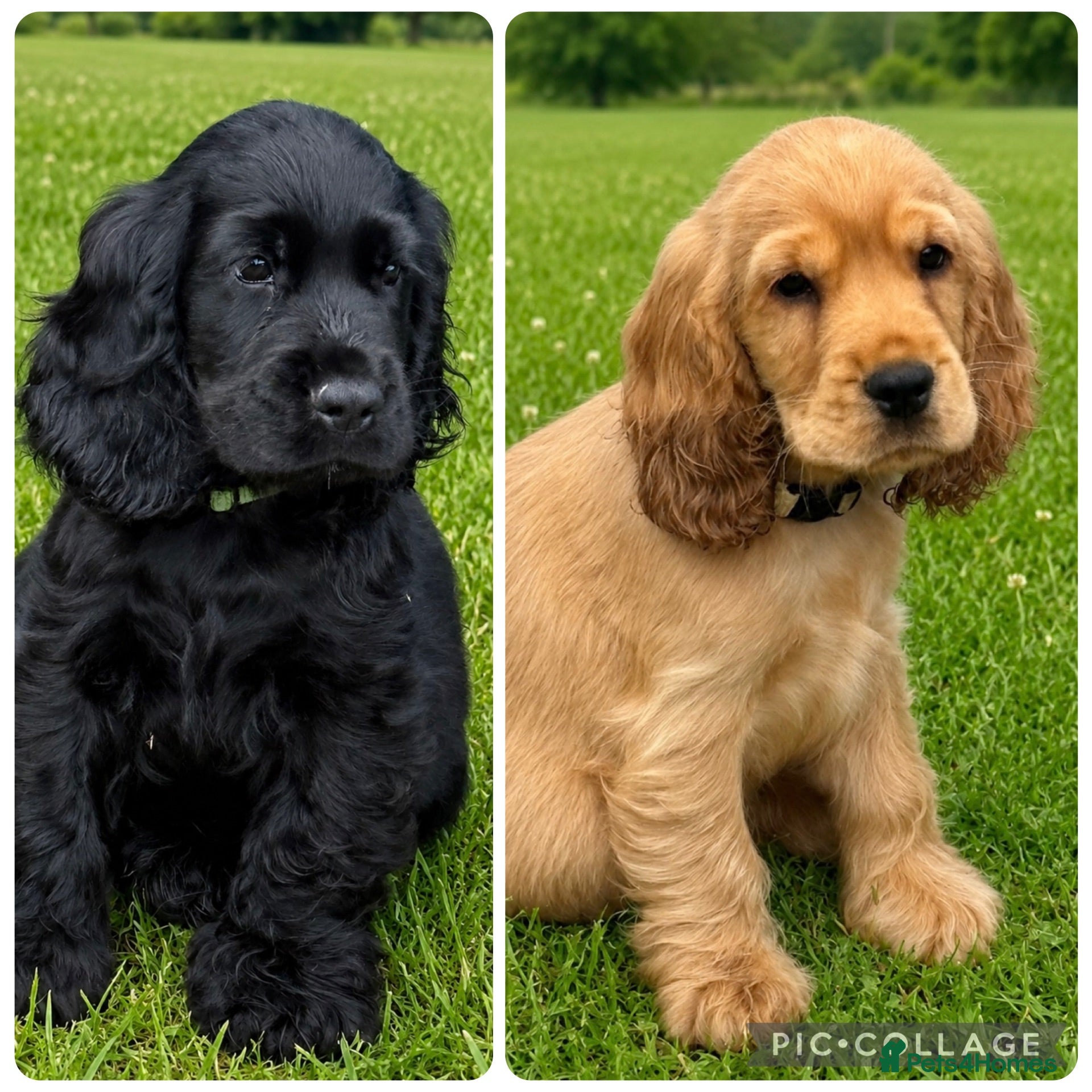 Mixed Breed dogs Beautiful Show Cocker Spaniel Puppies - Advert 1