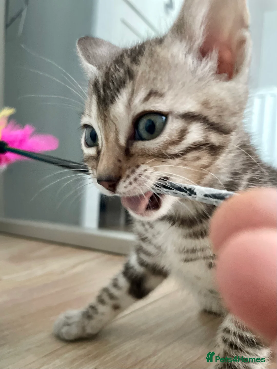 Bengal cats for sale: 🥇🏆Gorgeous Pedigree Tica Pure Bengals🏆🥇 - Advert 8