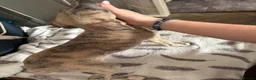 Whippet dogs for sale: Amazing whippet puppies  - Advert 10