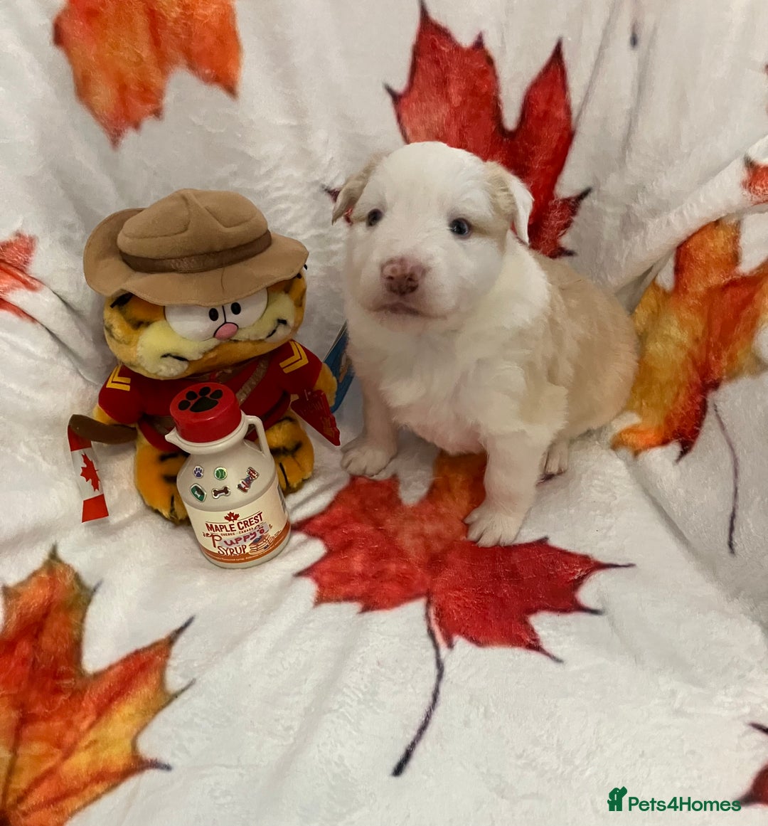 Border Collie dogs for sale: KC reg Border Collie Puppies - Advert 4