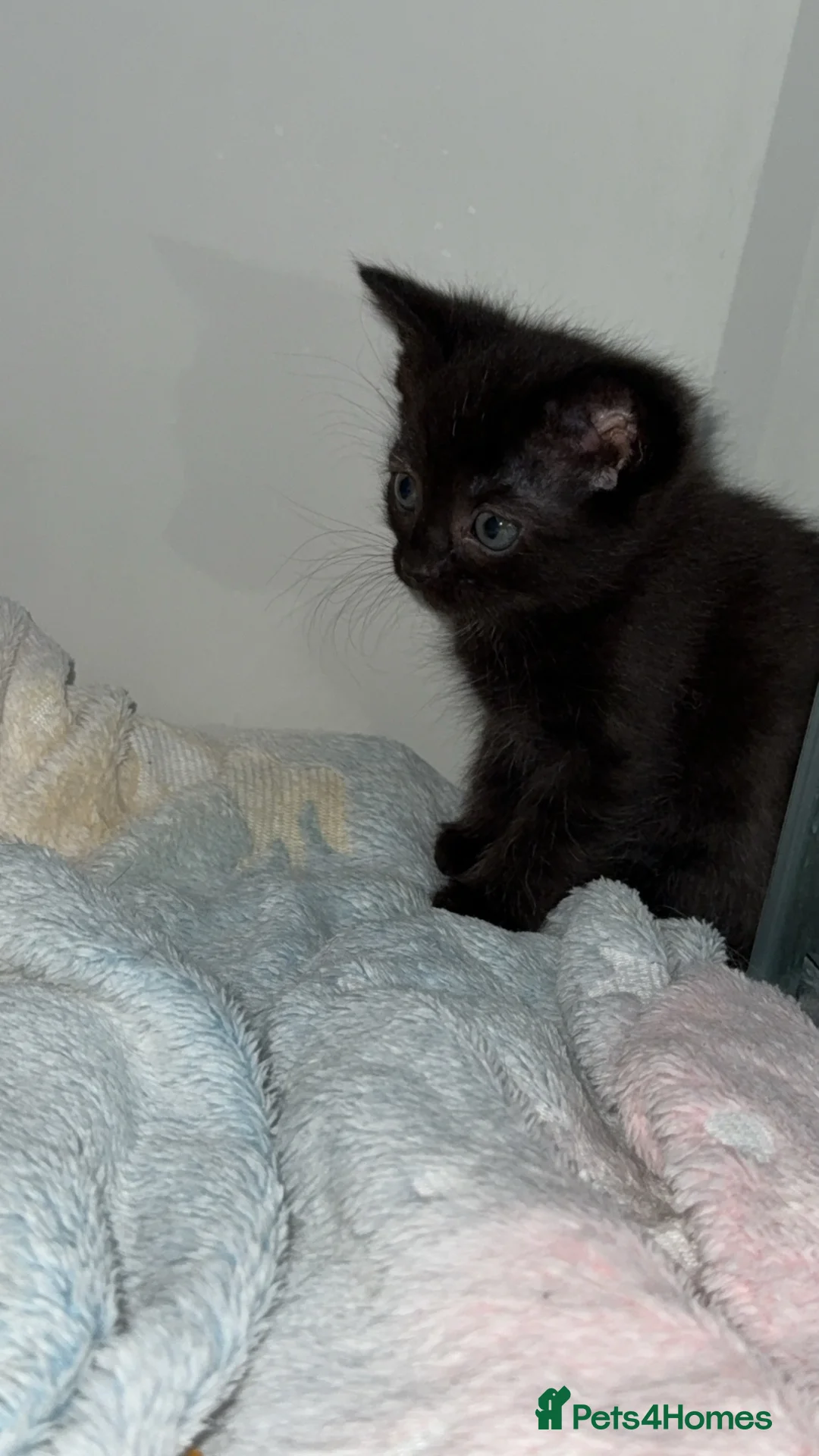 Mixed Breed cats for sale: 3 females left! - Advert 3