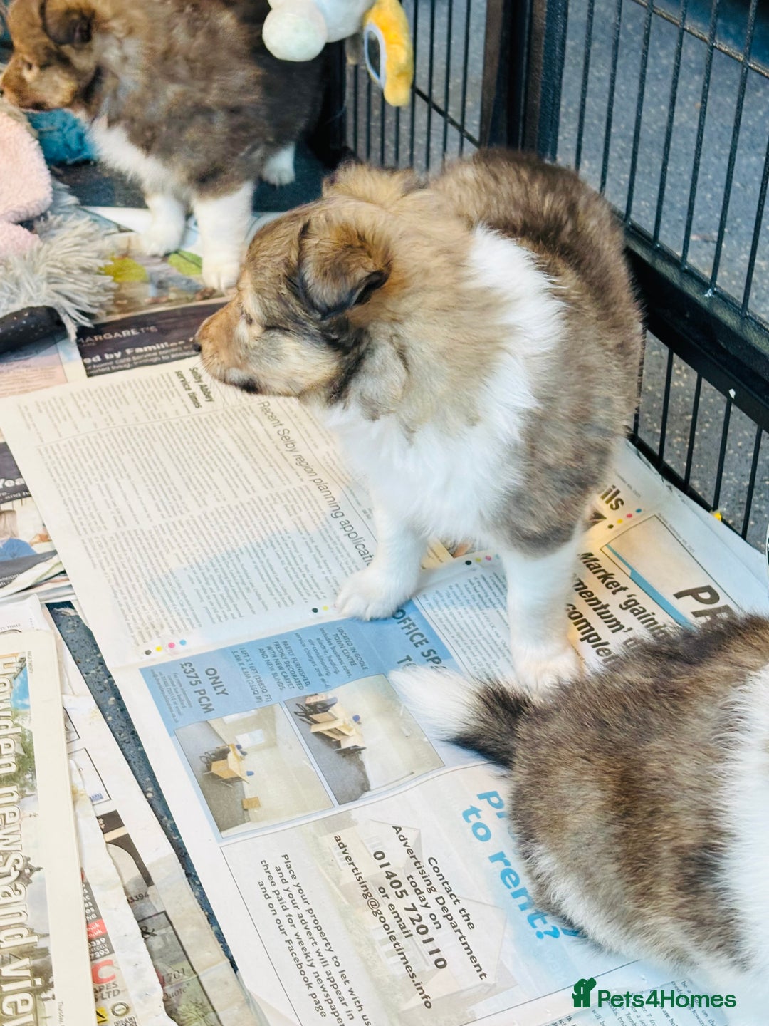 Shetland Sheepdog dogs for sale: Beautiful sable Shetland sheepdog puppies  - Advert 18