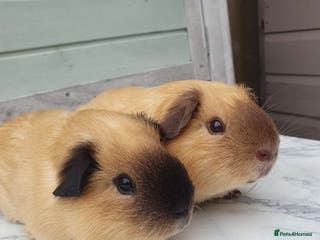 Guinea Pig rodents 2 Male California guniea pigs brothers - Advert 18