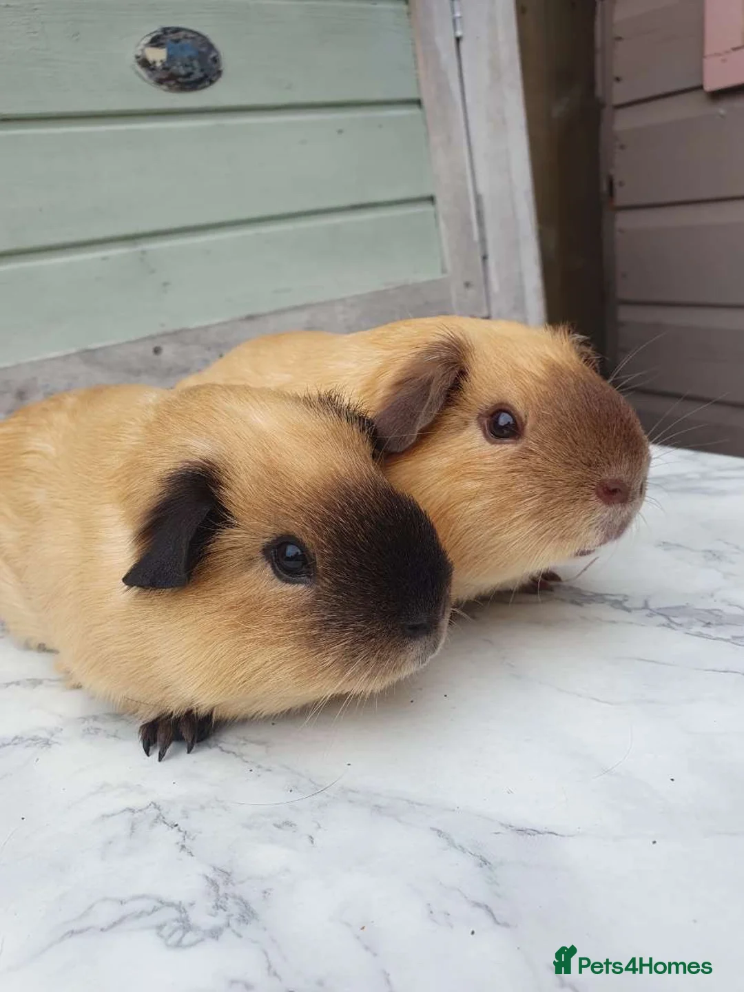 Guinea Pig rodents for sale: 2 Male California guniea pigs brothers  - Advert 1