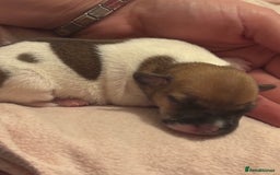 Jack Russell dogs for sale: Jack Russell puppies - Advert 6