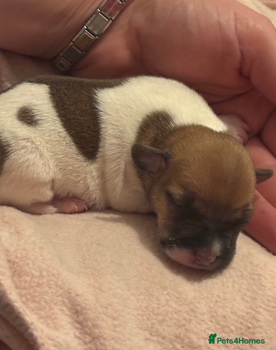 Jack Russell dogs for sale: Jack Russell puppies - Advert 6