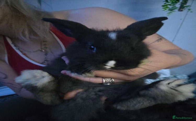 Angora rabbits - Advert 1