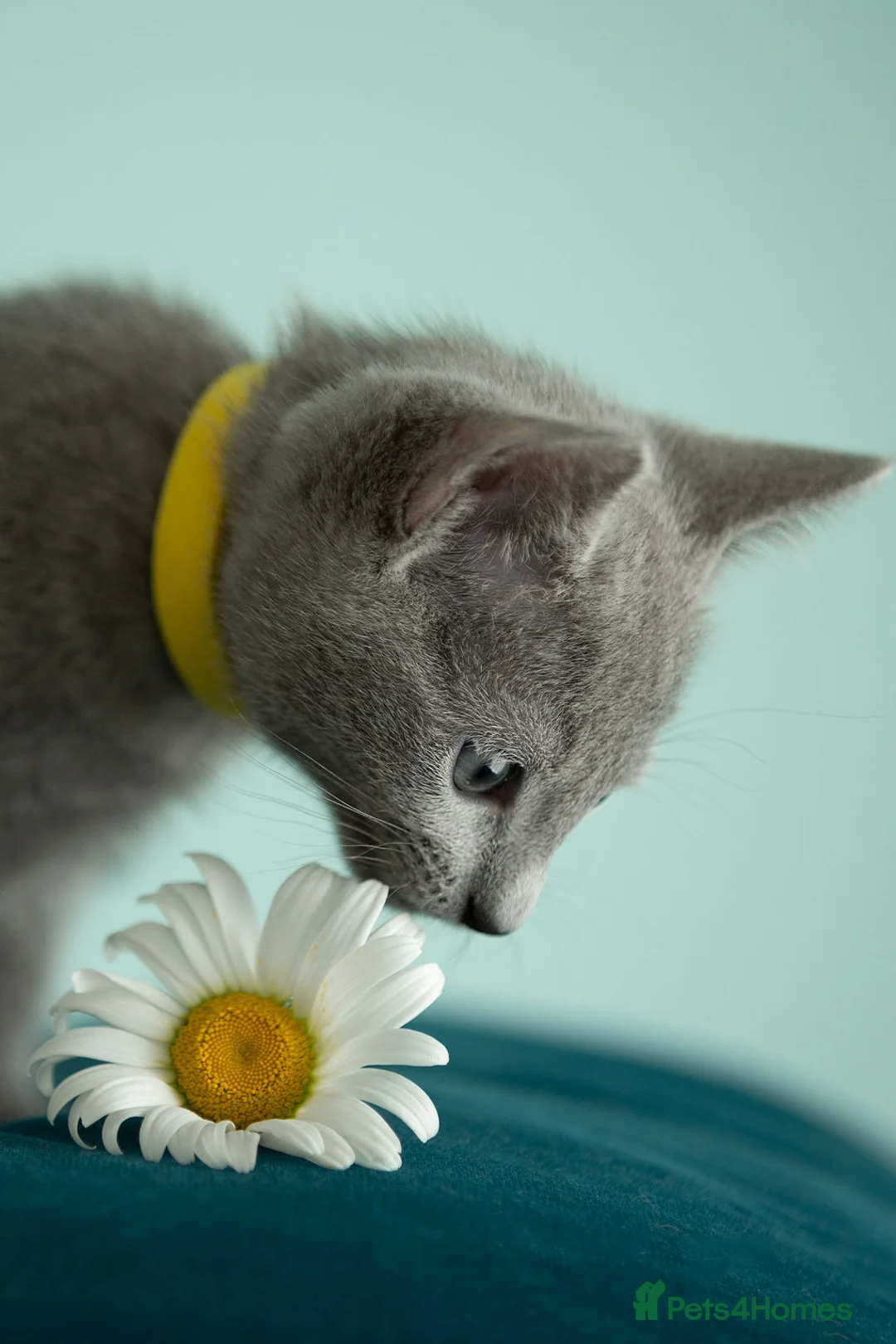 Russian Blue cats for sale: TICA Reg Boutique Russian Blue Kittens  - Advert 2