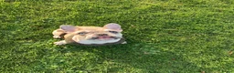 French Bulldog dogs for sale: French bull dog free  - Advert 6