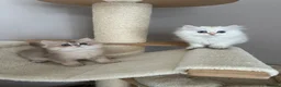 British Longhair cats for sale: British longhair little cuties - Advert 4