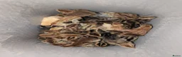 Chickens poultry for sale: Pekin Bantam & Quail chicks - Advert 2