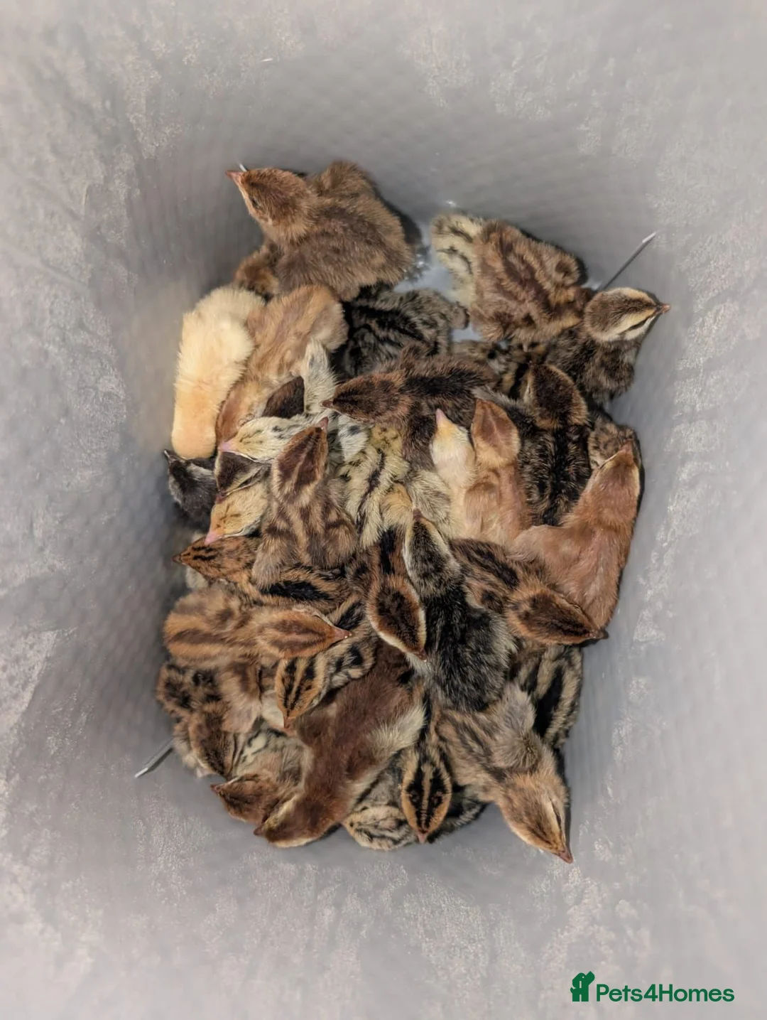 Chickens poultry for sale: Pekin Bantam & Quail chicks - Advert 2