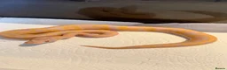 Python Snake reptiles for sale: Candy-Leo-66% het Pied Female - Advert 17