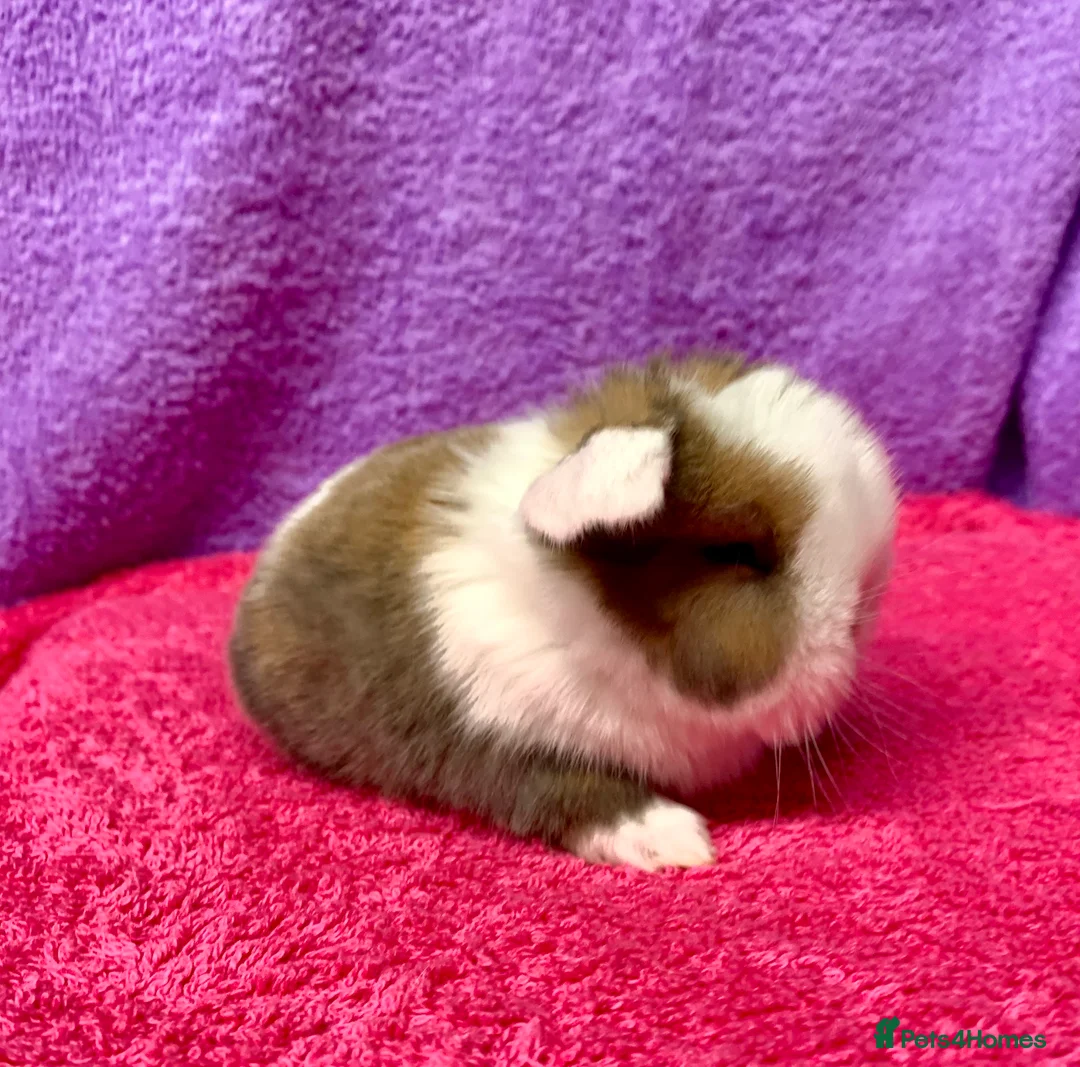 Mini Lop rabbits for sale: Gorgeous purebred baby mini lops ready to reserve - Advert 7