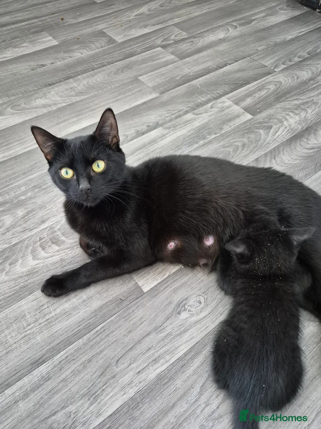 Mixed Breed cats for sale:  male kittens in Dumbarton - Advert 2