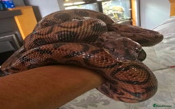 Snake reptiles for sale: Female Rainbow boa - Image 2