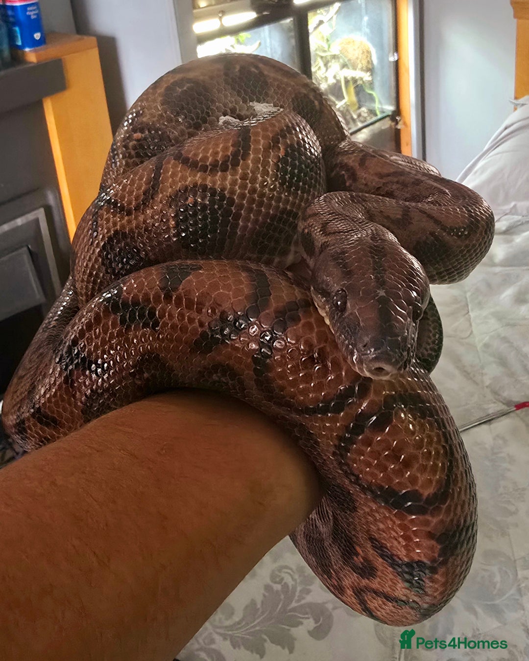 Snake reptiles for sale: Female Rainbow boa - Image 2
