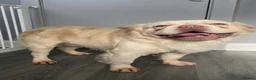 French Bulldog dogs for sale: Platinum carrying Pink fluffy frenchie  - Advert 6