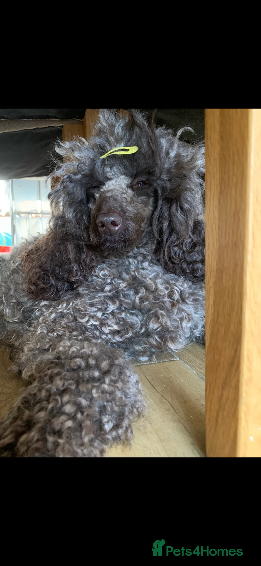 Cavapoo dogs for sale: 🐩 Stunning Chocolate mini KC Poodle – Lorde– 🐩 - Advert 13