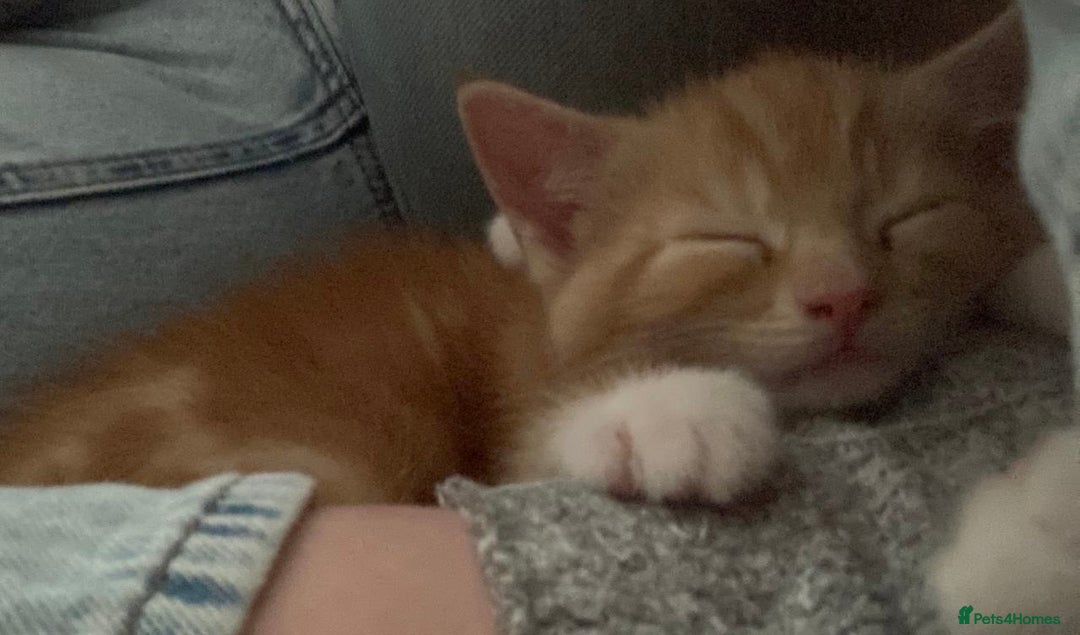Mixed Breed cats for sale: Gorgeous ginger female tabby  - Image 4