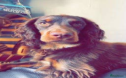 Cocker Spaniel dogs for stud: Buddy  in North Shields - Image 5
