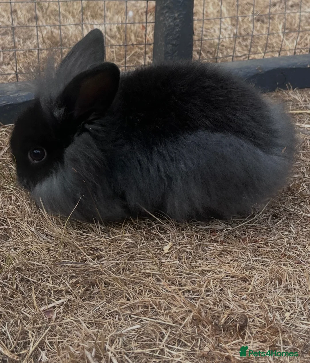 Mixed Breed rabbits for sale: Lionhead lop bunnies  - Advert 2