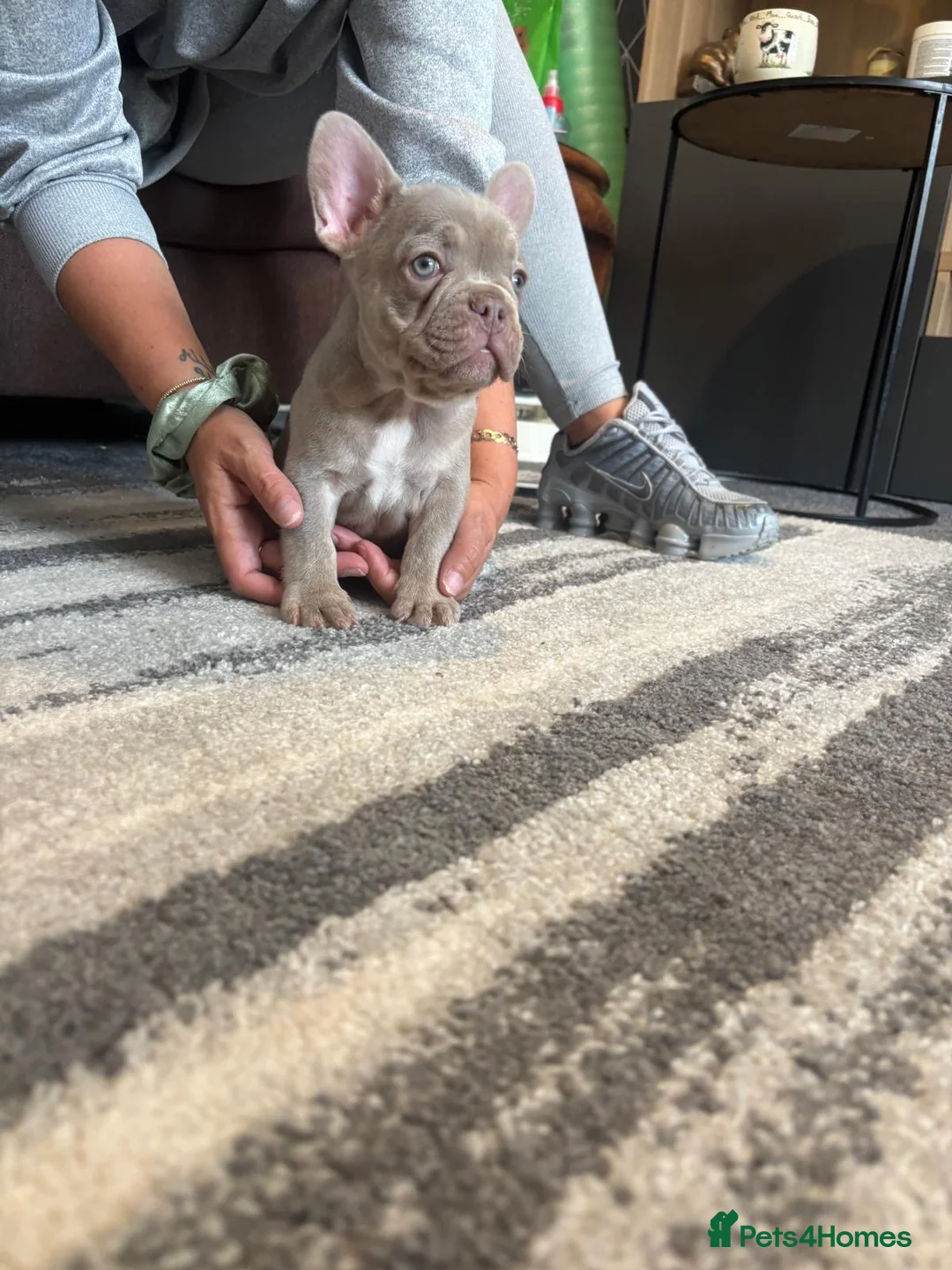 French Bulldog dogs for sale: Male French Bulldog Puppy in Birmingham - Advert 1