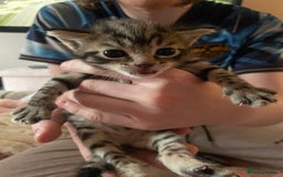 Domestic Shorthair cats for sale: Male 8 week kitten  - Image 5