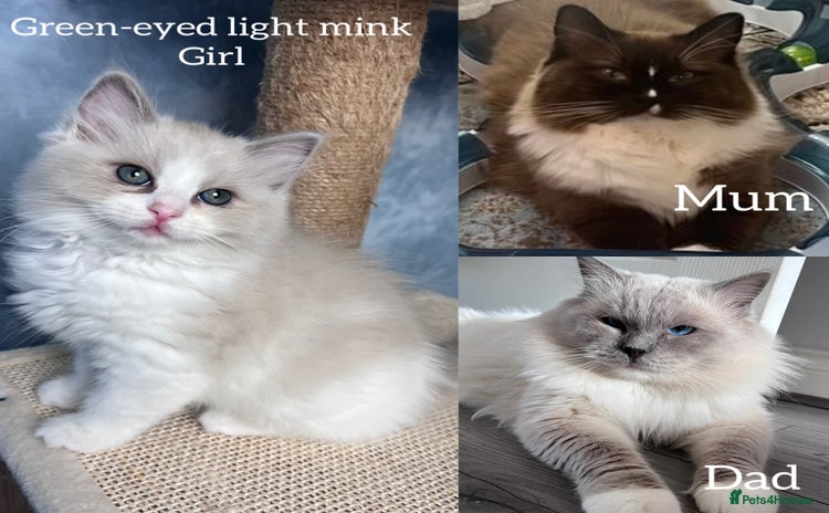 Ragdoll cats - Advert 4