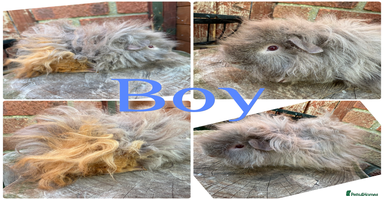 Guinea Pig rodents - Advert 6