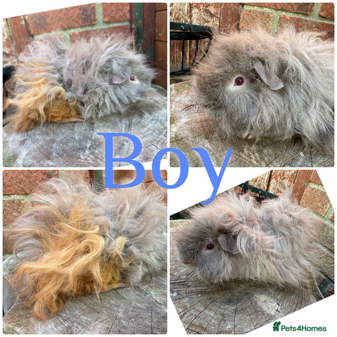 Guinea Pig rodents for sale: Male and female young/baby Guniea pigs for sale  - Image 2