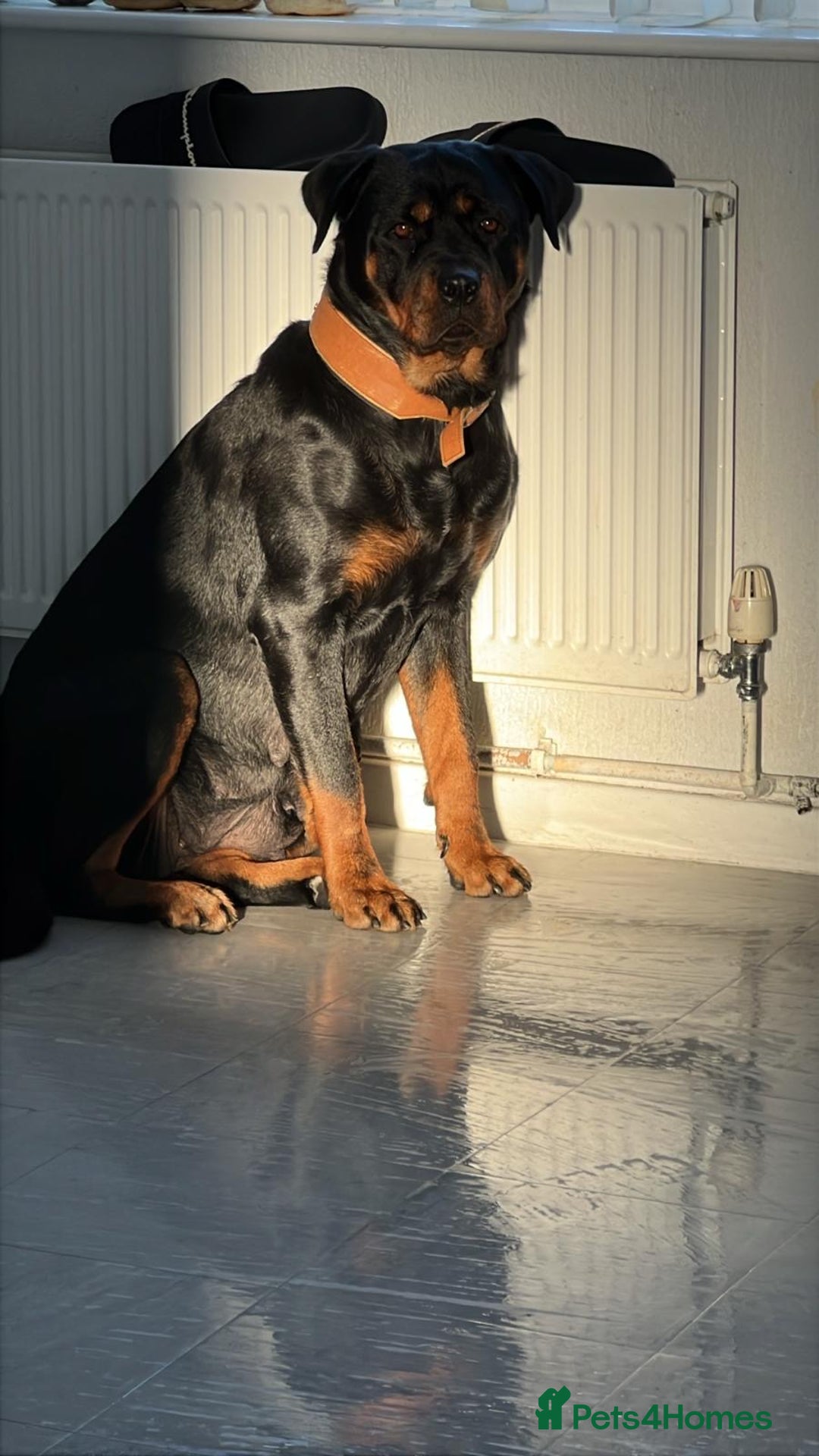 Rottweiler dogs for sale:  TWO LEFT ONLY *READY TO GO NOW* ROTTWEILER PUPS  - Advert 5