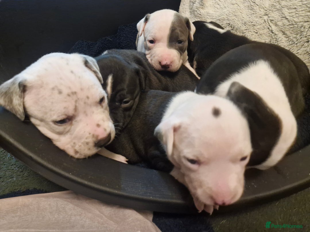 Staffordshire Bull Terrier dogs for sale: From Our Family to Yours - Image 18