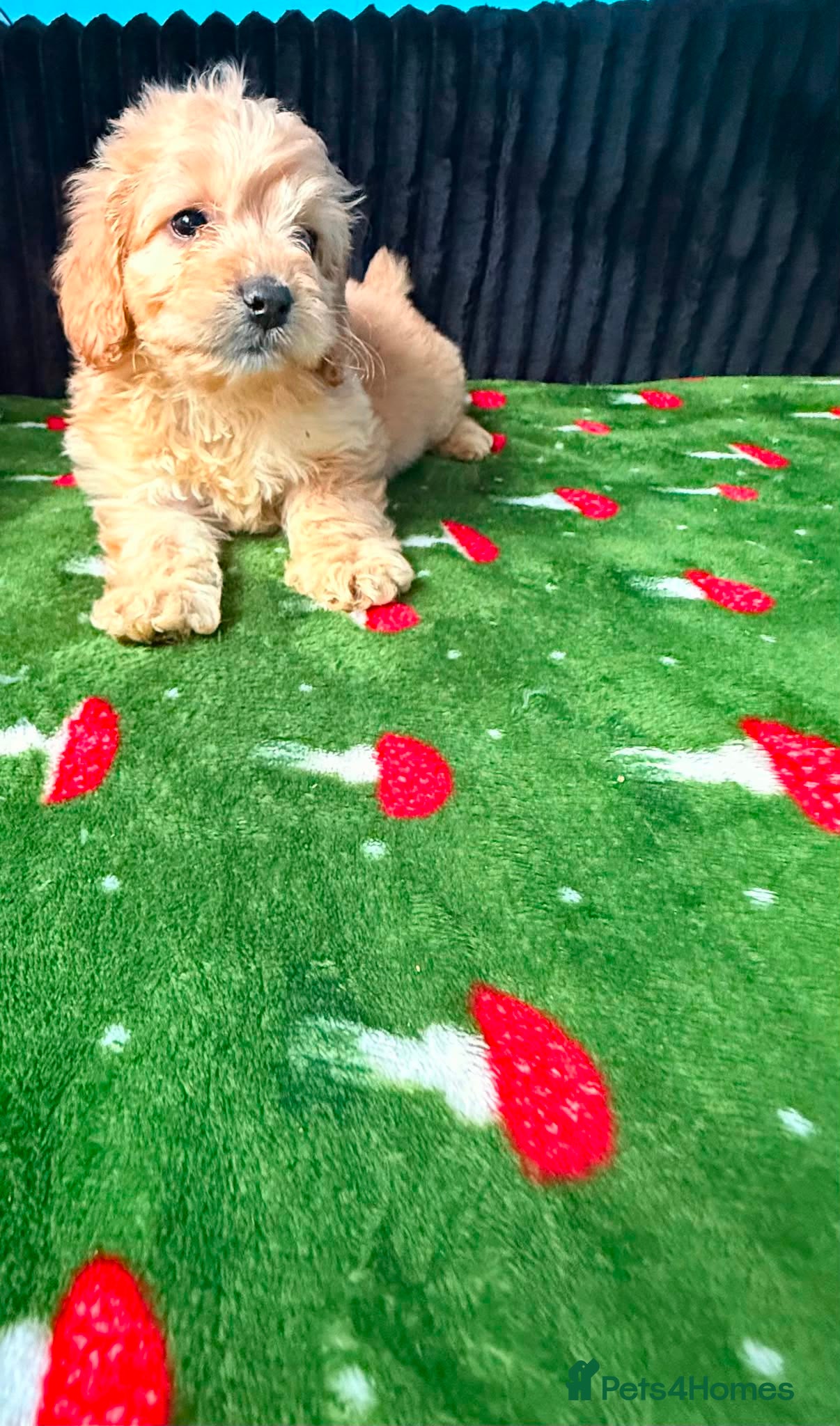 Cockapoo dogs Adorable puppies - Advert 1