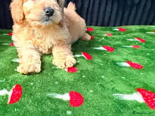 Cockapoo dogs Adorable puppies - Advert 1