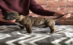 English Bull Terrier dogs for sale: Kcregd English bull terrier puppies  - Image 11