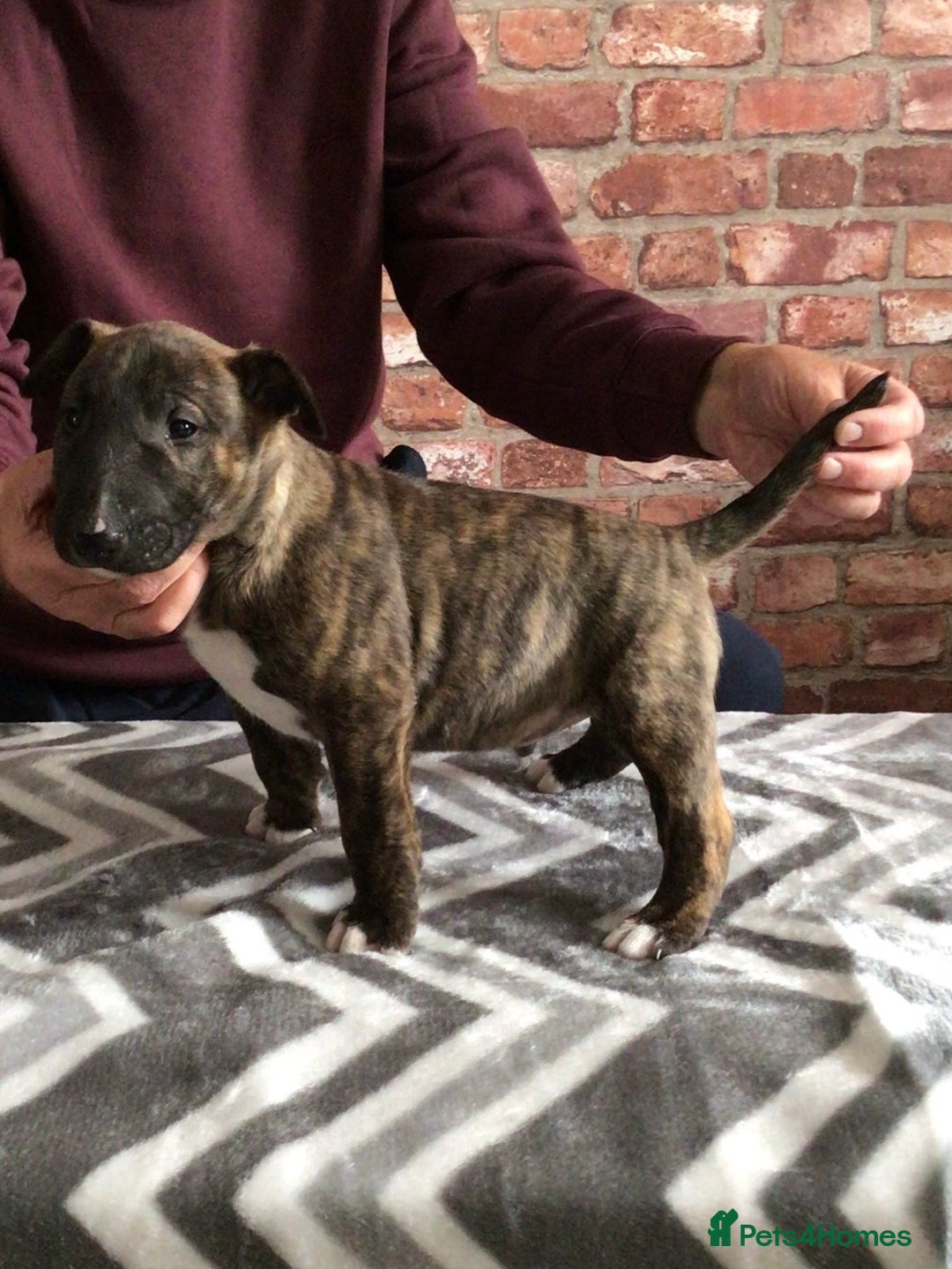 English Bull Terrier dogs for sale: Kcregd English bull terrier puppies  - Image 11