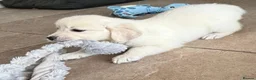 Golden Retriever dogs for sale: Lovely, confident playful puppies - Advert 20