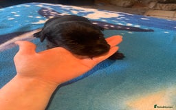 Labrador Retriever dogs for sale: Labrador puppys - Image 18